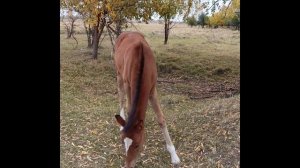 Жеребенок.) 🐴 Забавные приключения жеребенка Марии: прекрасные моменты! 🌼