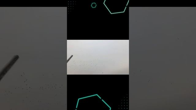 Шикарный налет! #охота #гусь #охотанагуся #hunting  #hunter #hunterxhunter #nature #рыбалка #hunt смотреть онлайн