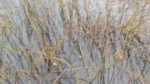 ЖОР ЩУКИ В КОНЦЕ ОКТЯБРЯ / СПИННИНГ / КАРЕЛИЯ