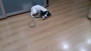 Русский спаниель собирается гулять