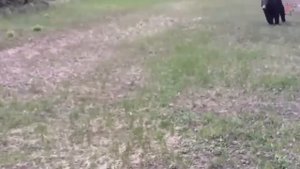 Если Вы Боитесь Медведей, НЕ смотрите это видео!