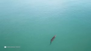 Один на Весь Мир! Гигантский Кальмар Намного Мощнее Чем Вы Думали
