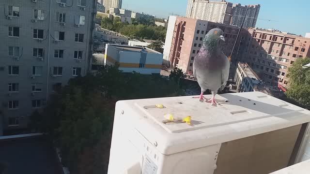 В БОЛЬНИЦЕ ОБЗОВЁЛСЯ ХОЗЯЙСТВОМ смотреть онлайн