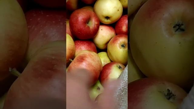 Зимний сад___Разбираем покупки___ смотреть онлайн