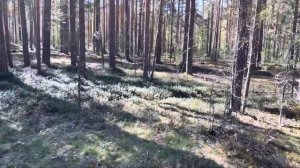 Мехбаза Лодейнопольский район