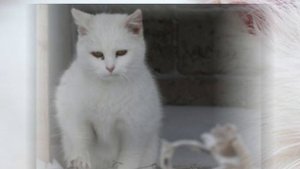 Я уходил-Николай Берег -