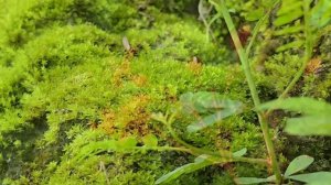Single mother with heatstroke - helped by a kind construction manager - ly tu tuc