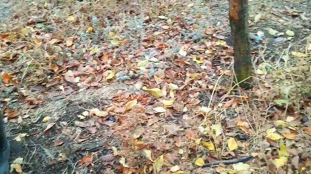 Посадили чеснок и не только//Пригласили поучаствовать в проекте "Обмен Домами" на телеканал "Ю"