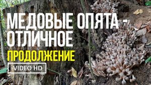 МЕДОВЫЕ ОПЯТА - ОТЛИЧНОЕ ПРОДОЛЖЕНИЕ ! 24 октября 2024 года Сбор медового опёнка ( Armillaria mellea