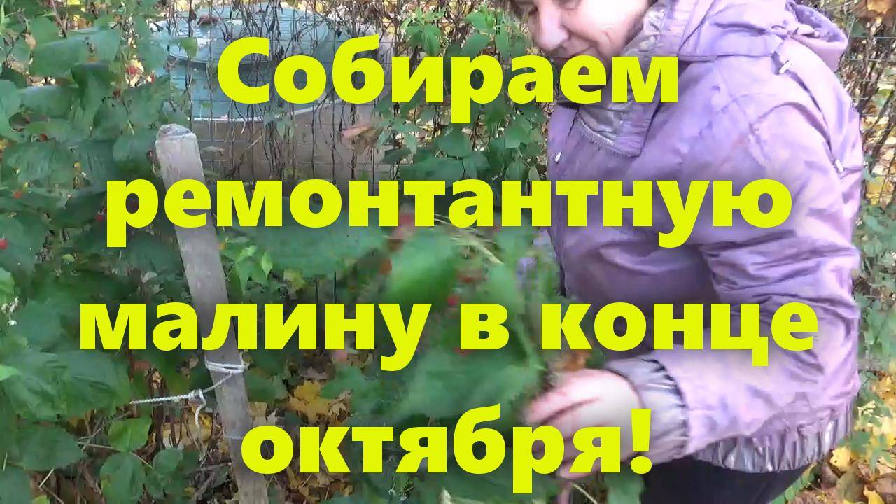 Ремонтантная малина осенью, собираем в конце октября!