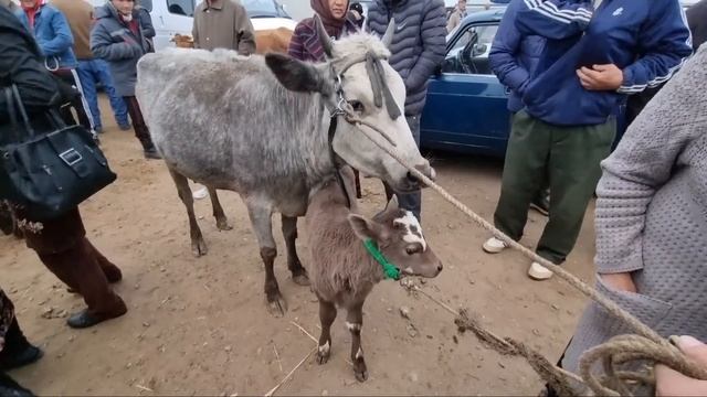 30-ОКТЯБРЬ 2022/ХОЖЕЛИ МАЛ БАЗАРЫ/СКОТНЫЙ РЫНОК/BUQALAR/BIG BULLS IN THE WORLD/BIG COW/РЕКОРД БЫК