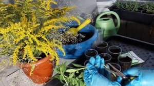 Как сохранить Остеоспермум зимой.. 2 способа сохранения..🌼