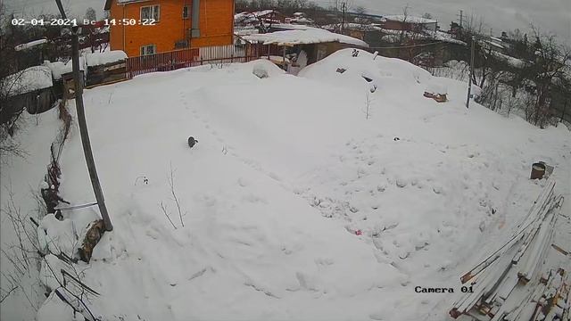 кошка или кот в гостях смотреть онлайн