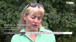 Залетела летучая мышь – что делать?