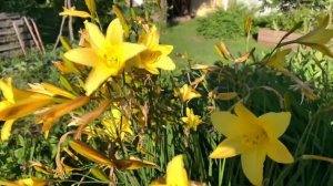 Цветы и растения которые хорошо растут на севере Ленинградской области | В гостях 17 июня у художни