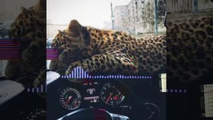 Поэт-Гио Пика            $$$