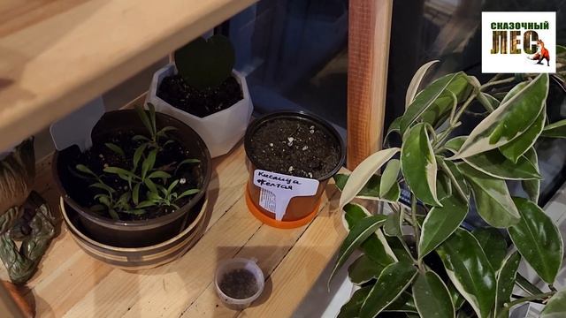 ОБЗОР моих КОМНАТНЫХ растений 21 июня 2024 года/СКАЗОЧНЫЙ ЛЕС в квартире смотреть онлайн