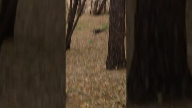 Белки в Эдемском саду, Новосибирск смотреть онлайн