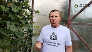 Вкусный виноград: формы винограда со стабильно хорошим вкусом.