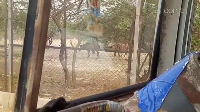 Karachi Safari park 2023 complete tour|Dianosour safari park comming soon |Adventure park