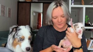 Показываю наших щенков австралийской овчарки! 🥰 #щенкиаусси #aussiepuppy
