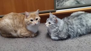 Котики (ч.4) Гектор и Лапочка, Люк и Лея с Татьяной Пивкиной
