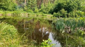 ✅🔥Взял ЯЩИК петард и ВЗОРВАЛ все в Вонючем БОЛОТЕ 💧💥ОЧЕНЬ МОЩНЫЕ ПЕТАРДЫ В СТАРОМ ОЗЕРЕ 💥 Часть 7
