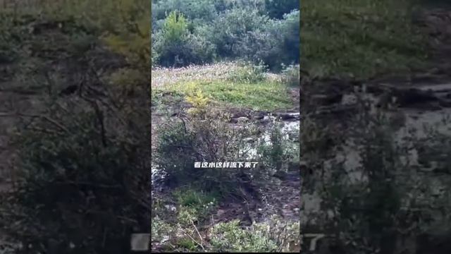 BYD Leopard 8 реальный отзыв от китайцев смотреть онлайн