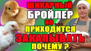 Шикарный бройлер, но приходится закапывать. ПОЧЕМУ ?