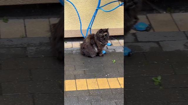 Много котиков в самом кошачьем городе России - Зеленоградске 😻