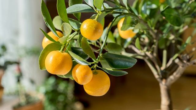 14 Самых полезных комнатных растений