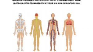 Урок Анатомии. Тема: "Как устроено тело человека"?