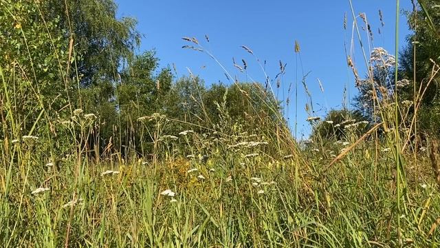 МОЖЕТЕ ЖИТЬ В КВАРТИРЕ, НО С УСЛОВИЕМ... | Истории из жизни. смотреть онлайн