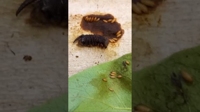 ПАРАЗИТЫ И БОЛЕЗНИ ГУСЕНИЦ САТУРНИЙ И БРАЖНИКОВ! Parasitoids of Caterpillars. Энтомология Стрим.
