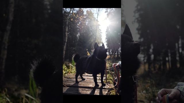 ❤ Шипперке Веня ищет дом. 🏡 🐶