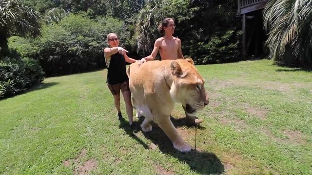 WORLDS LARGEST BIG CAT