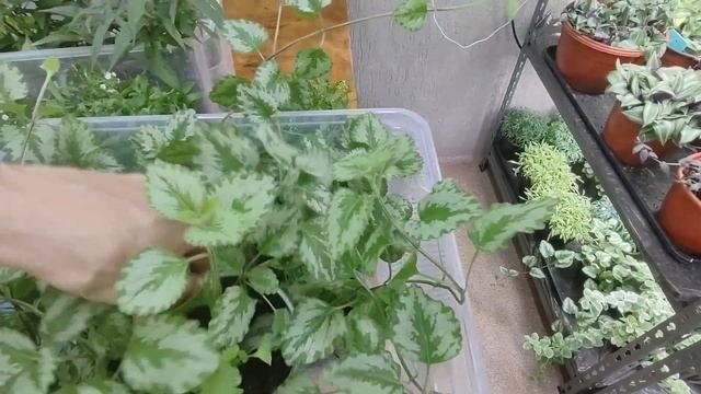 Продажа растений. Открываю дополнительный прием заказов на  ампельные растения. Отправка почтой.