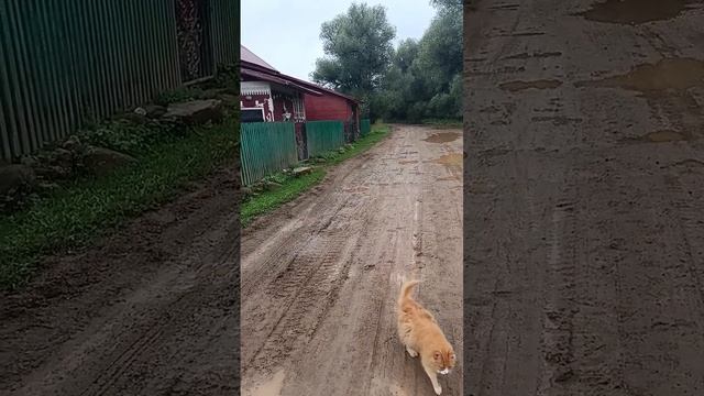 #деревня #живем #деревнямоя #лето #гдемыживем смотреть онлайн