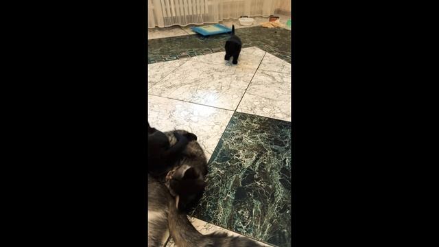 котята