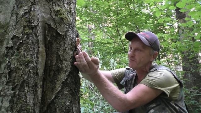 Опята пошли! Собираем осенние опята! Тихая охота 2024 года.