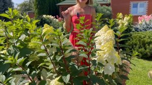 EXCLUSIVE ЖИВОЙ КАТАЛОГ "МЕТЕЛЬЧАТАЯ ГОРТЕНЗИЯ 2024" LIVE CATALOG HYDRANGEA PANICULATA