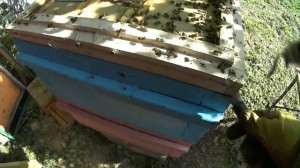 Замена пчелиной матки за одну минуту в технологии "Всё включено".