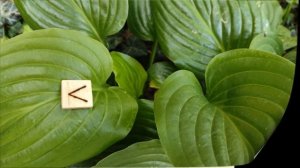 СИМВОЛИКА РУН РАЙДО, КАНО, ГЕБО И ВУНЬО. ТЕРРИТОРИЯ РАЗУМА И ВДОХНОВЕНИЯ