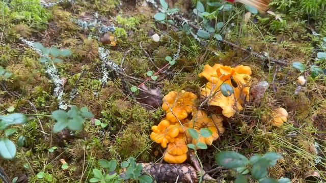 ป่าภูเขาทองคำรอบ 2 ของปี ต้องชวนเพื่อนฝรั่งมาชวนขนออกจากป่า เยอะจัด เก็บ 2 คน 30 โล รับเงินหมื่น😁 смотреть онлайн