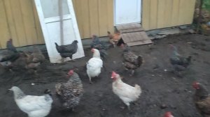 Как выглядит выгул для кур 🐔 после дождя 🌧