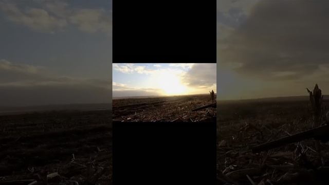 Посадили гусей в чучела! #Охота #охотанагуся  #гусь #hunting #hunter #nature #hunt #hunterxhunter смотреть онлайн