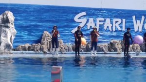 Dolphin Show Safari World Thailand Pattaya