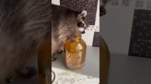 смешной инот🤭🦊