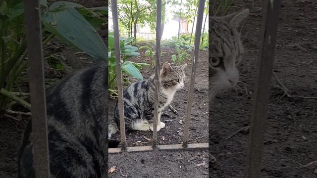 дворы на Литейном Санкт-Петербург смотреть онлайн