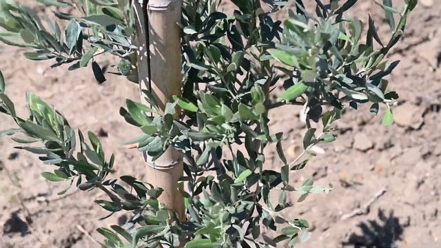 Stability International Platform на плантациях Biodeposit смотреть онлайн